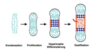 Enchondral ossifikation