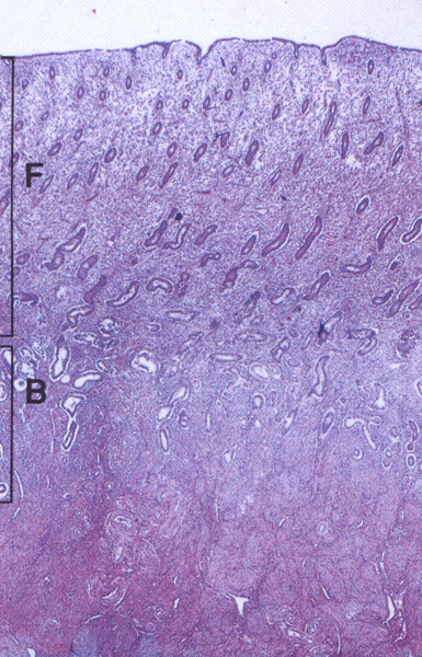 Endometriet samt myometriet