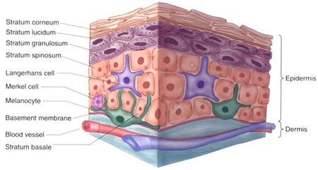 Huden; Epidermis og Dermis