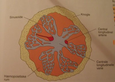 Knoglemarv