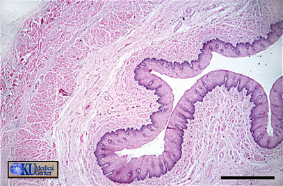 Oesophagus