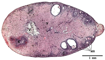 Ovariet