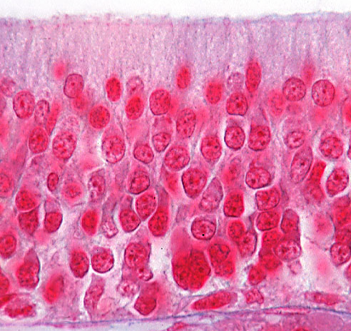 Regio respiratoria