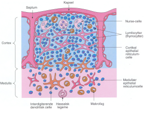 16 - Lymfoide væv og organer