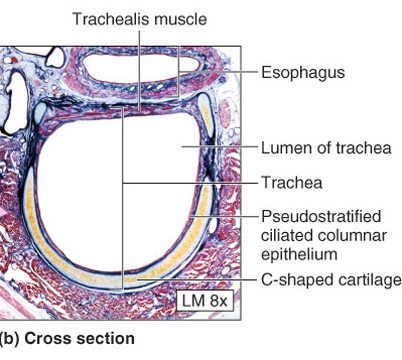 Trachea