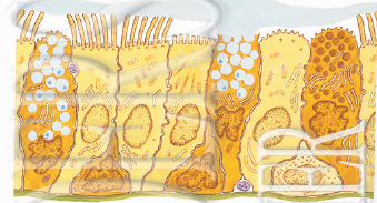 Trachea-epithelets ultrastruktur