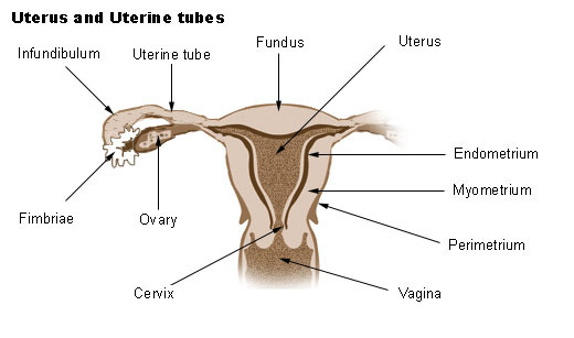 Uterus, tuba uterina og ovariet